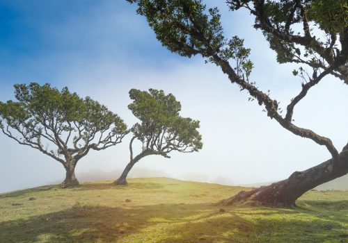 nature, trees, outdoors-6766114.jpg