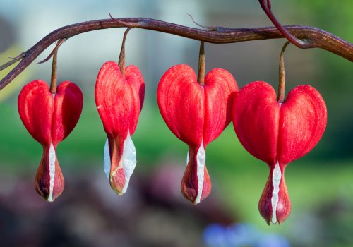 Bleeding Heart flowers in the spring perennial garden.
