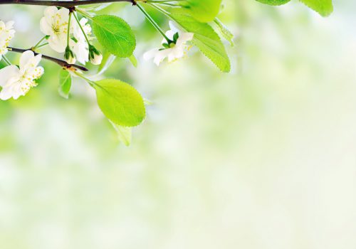 white spring flowers on a tree branch over green bokeh background close-up shallow DOF